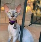 Sphynx kittens for sale